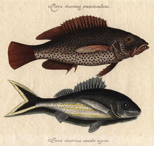 Catesby, Mark, 1683-1749. Perca marina puncticulata & Perca marina cauda nigra [Nuremberg : Paul Johnathan Felssecker, 1777.] This engraving first appeared in The natural history of Carolina, Florida and the Bahamas Island: containing the figures of birds, beasts, fishes, serpents, insects, and plants, Vol. II, by Mark Catesby.