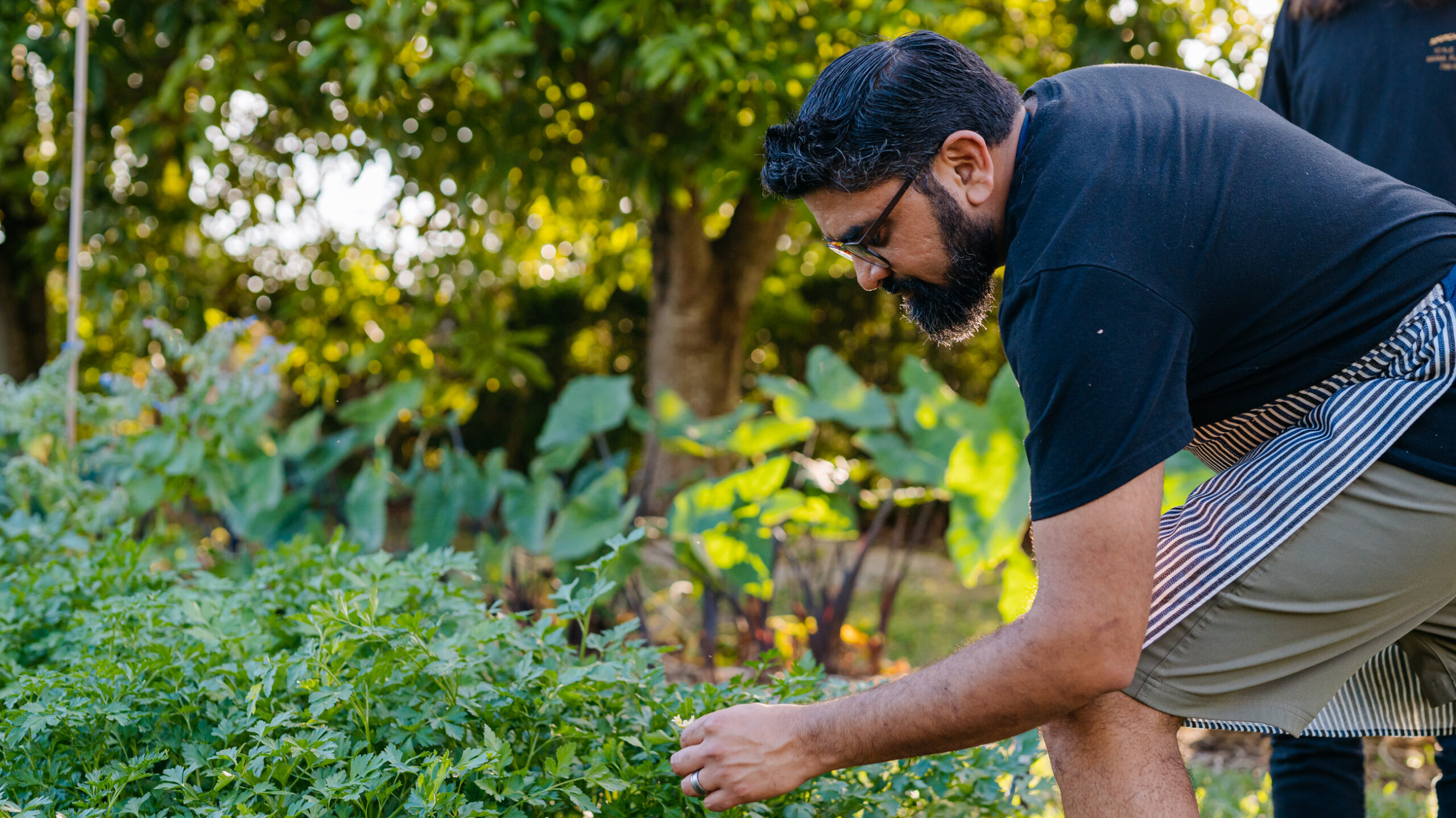 A man, Chef Niven Patel, bends over to touch the leaves of a plant. There is a tree and other foliage in the background.