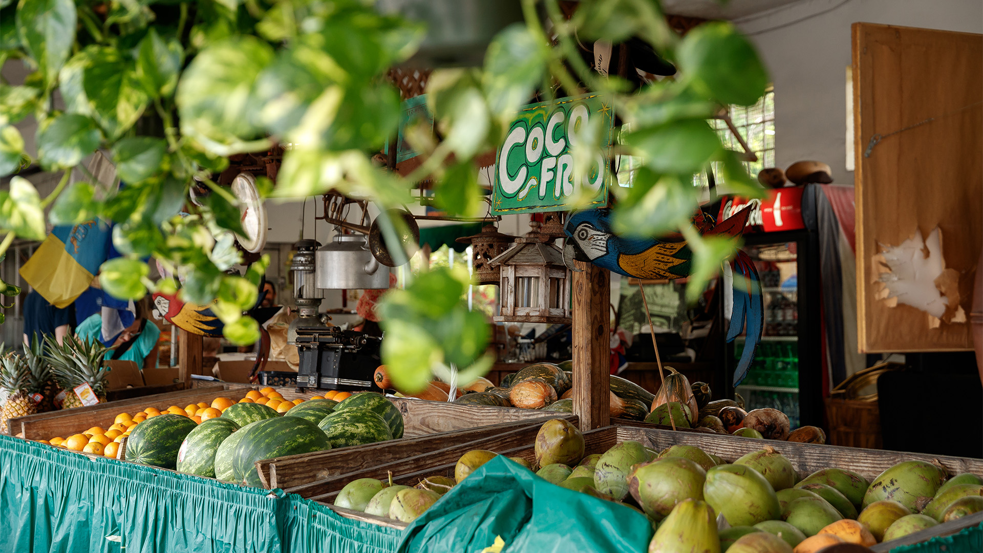 View of a fruit stand with coconuts available for sale. Greenery can be seen hanging in the foreground.