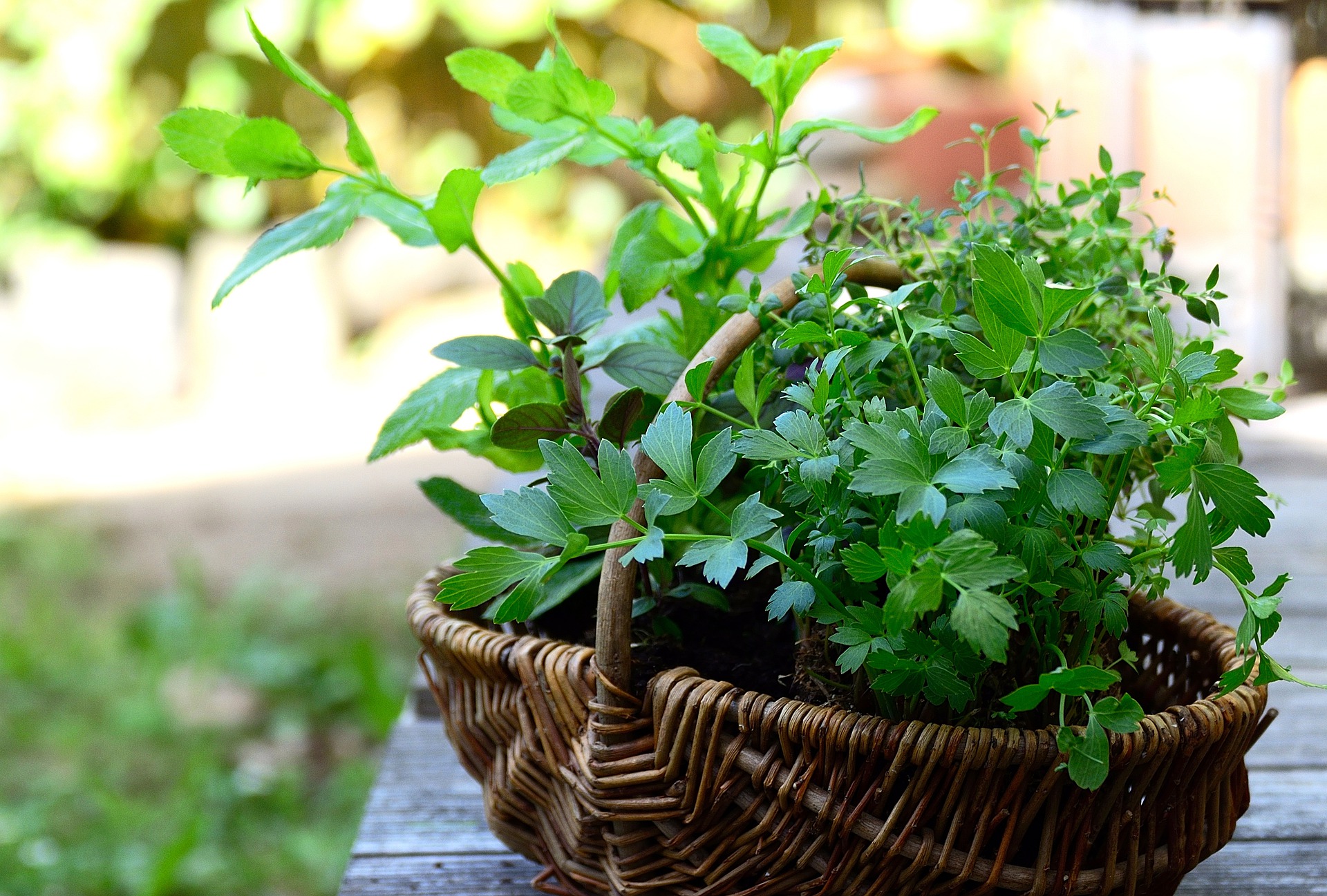 A basket filled with soil and herbs