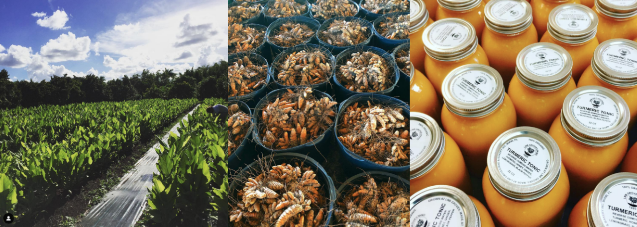 A series of photos showing turmeric plants, turmeric when it's picked, and turmeric in a tonic form in jars